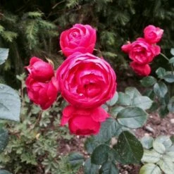 Róża Rabatowa Pomponella Balot