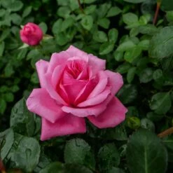 Róża Rabatowa Różowa