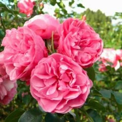 Róża Rabatowa Różowa Wielkokwiatowa Różowa W Balocie