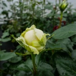 Róża Rabatowa ŻÓŁTA