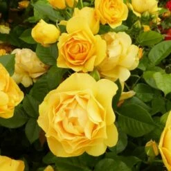 Róża Rabatowa Żółta W Balocie