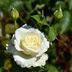 Róża Szczepiona Na Pniu BIAŁA