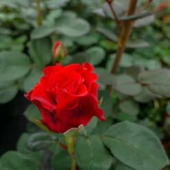 Róża Szczepiona Na Pniu CEGLASTA