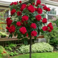 Róża Szczepiona Na Pniu CZERWONA