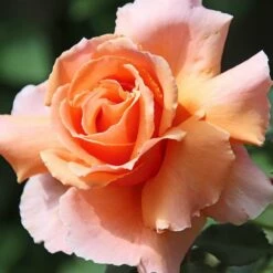 Róża Szczepiona Na Pniu MORELOWA