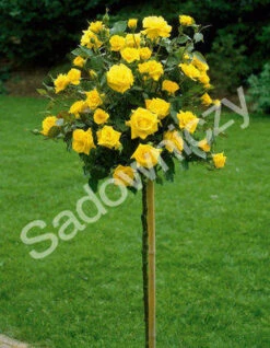 Róża Szczepiona Na Pniu ŻÓŁTA Miniaturka