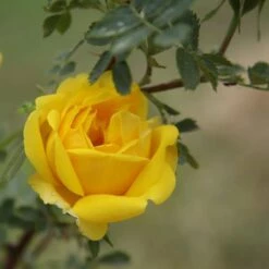 Róża Szczepiona Na Pniu ŻÓŁTA Wonna