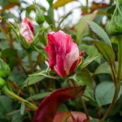 Róża Szczepiona Na Pniu Dwubarwna Biało-czerwona