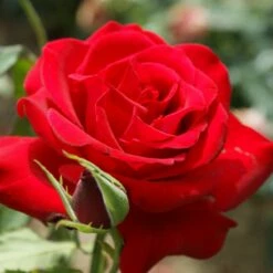 Róża Wielkokwiatowa Bordowa Typu Ingr. W Balocie