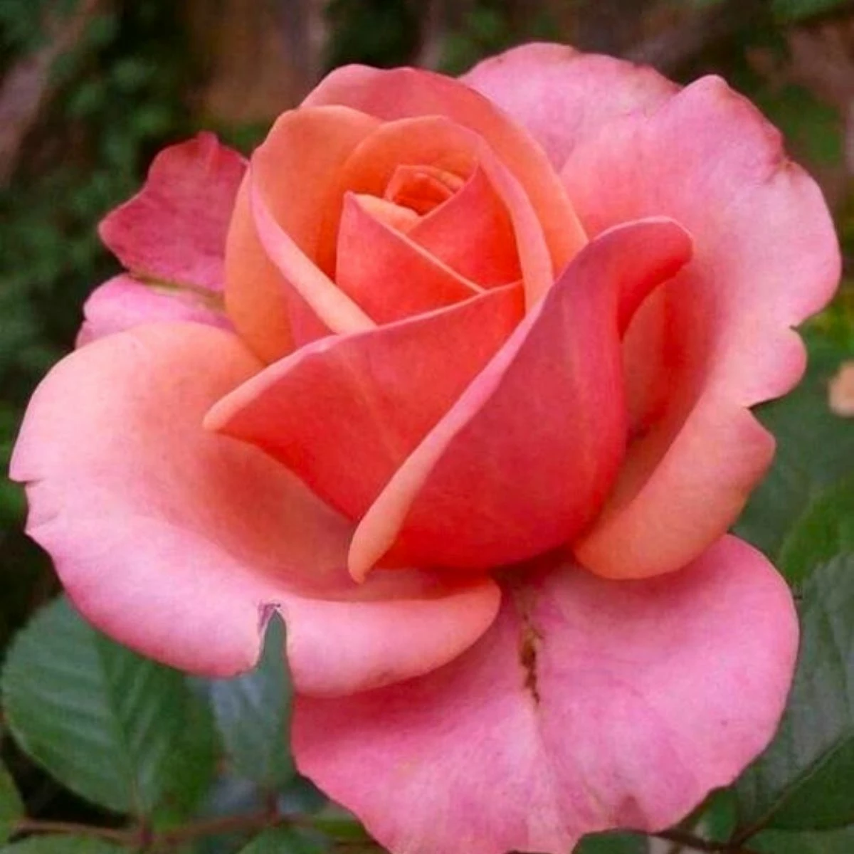 Róża Wielkokwiatowa Brzoskwiniowa W Balocie - obrazek 2