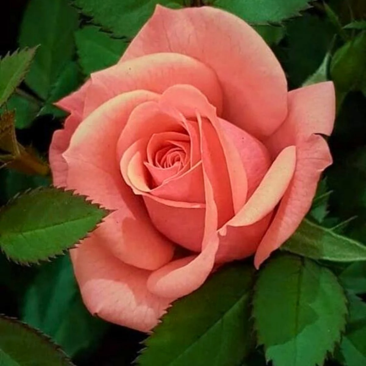 Róża Wielkokwiatowa Brzoskwiniowa W Balocie