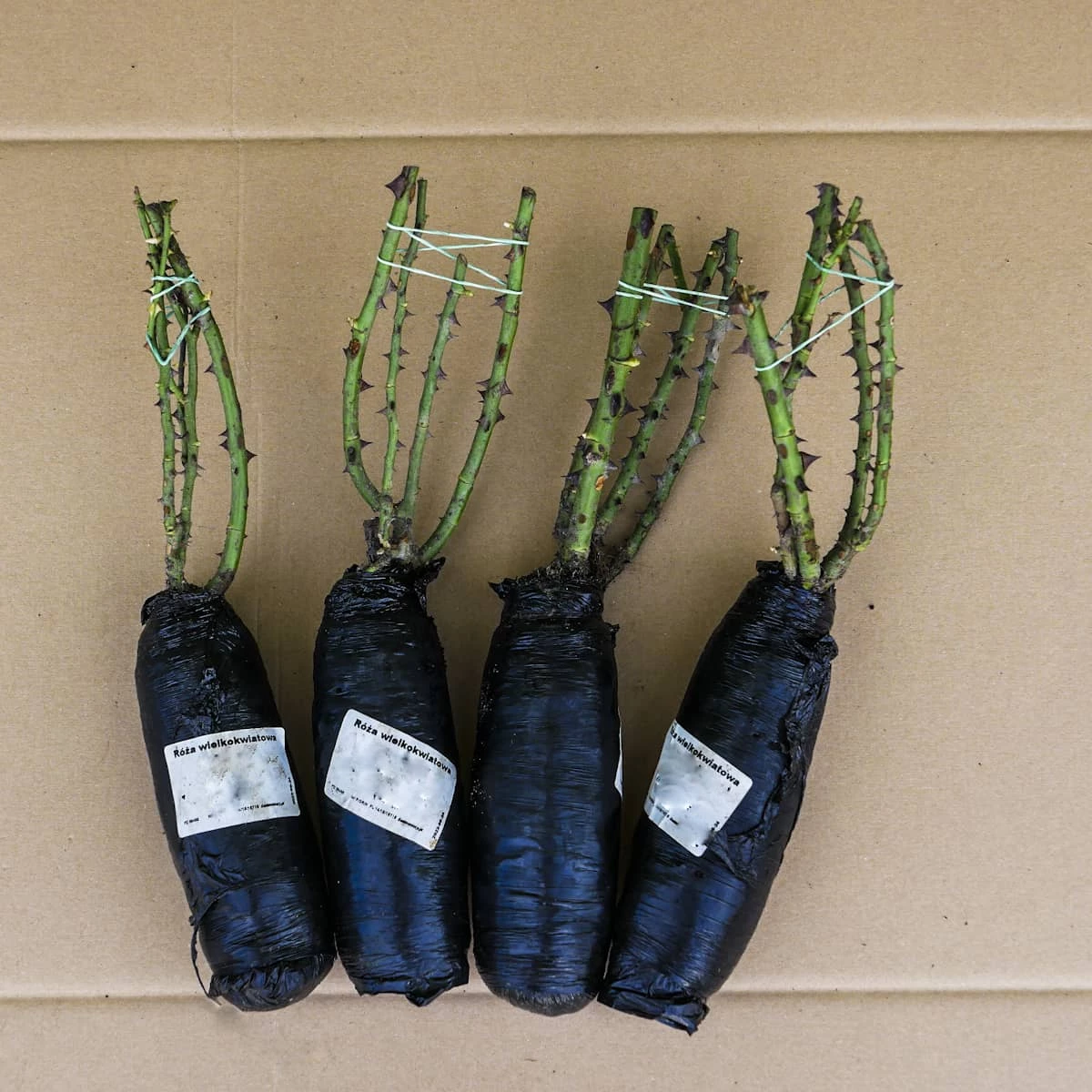 Róża Wielkokwiatowa Brzoskwiniowa W Balocie - obrazek 4