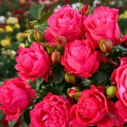 Róża Wielkokwiatowa Cherry Lady Amarantowa Balot