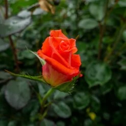 Róża Wielkokwiatowa POMARAŃCZOWA