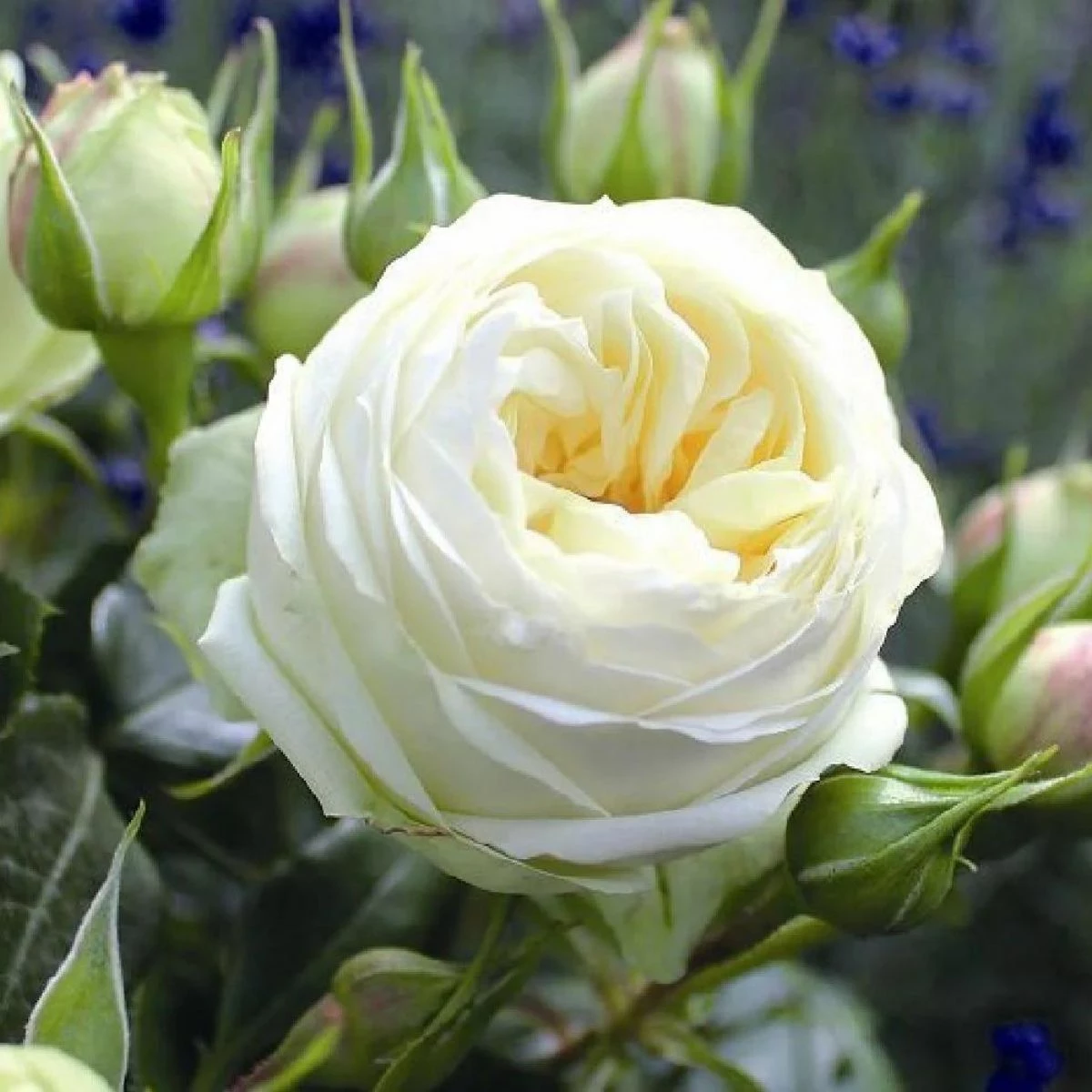 Róża Wielkokwiatowa Wedding Piano Biała Balot - obrazek 2