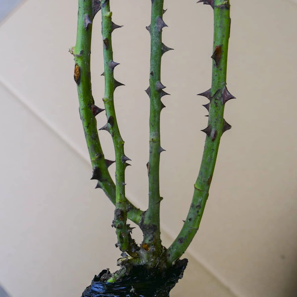 Róża Wielkokwiatowa Wedding Piano Biała Balot - obrazek 5