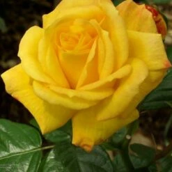 Róża Wielkokwiatowa Żółta Typu M Gold W Balocie
