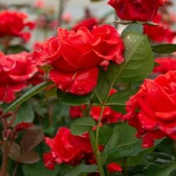 Róża Wielkokwiatowa Bezkolcowa CEGLASTA Balot