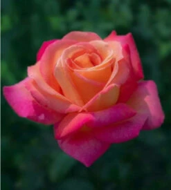 Róża Wielkokwiatowa Dwubarwna Malinowo-żółta Typu Kronenburg