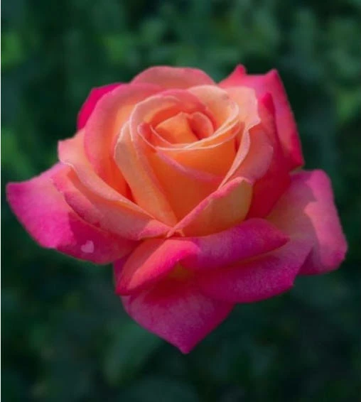 Róża Wielkokwiatowa Dwubarwna Malinowo-żółta Typu Kronenburg