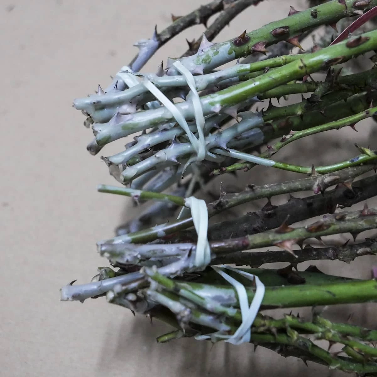 Róża Wielkokwiatowa Dwubarwna Malinowo-żółta Typu Kronenburg - obrazek 5