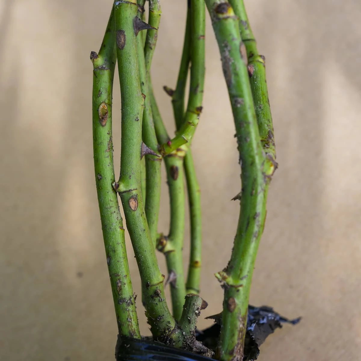 Róża Wielkokwiatowa Dwubarwna Malinowo-żółta Typu Kronenburg - obrazek 3