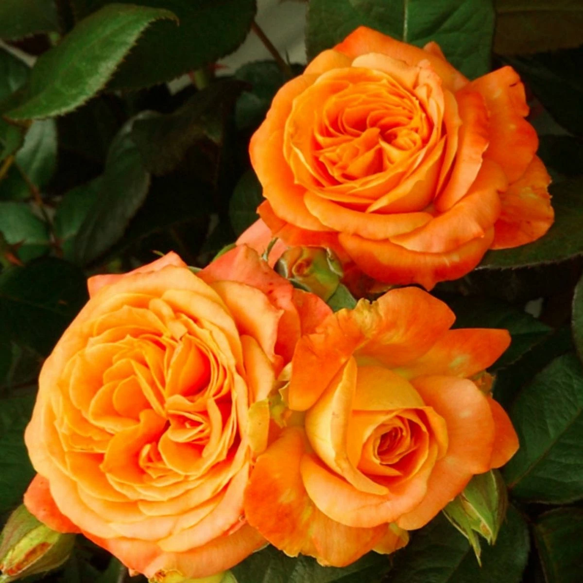 Róża Wielkokwiatowa łososiowa W Balocie - obrazek 2