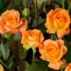 Róża Wielkokwiatowa łososiowa W Balocie