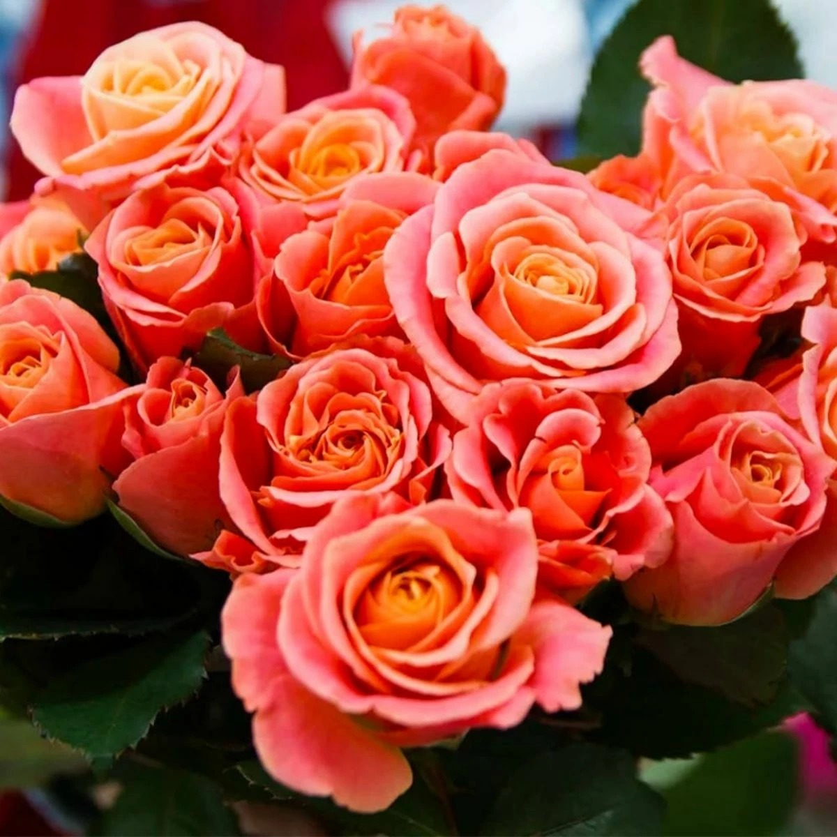 Róża Wielkokwiatowa Różowo-łososiowa W Balocie - obrazek 2