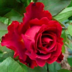 Róża Wielokwiatowa Bordowa Typu Barb W Balocie