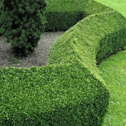 Śliwa Ałycza Doniczka Podkładka