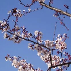 Śliwa Wiśniowa Hollywood