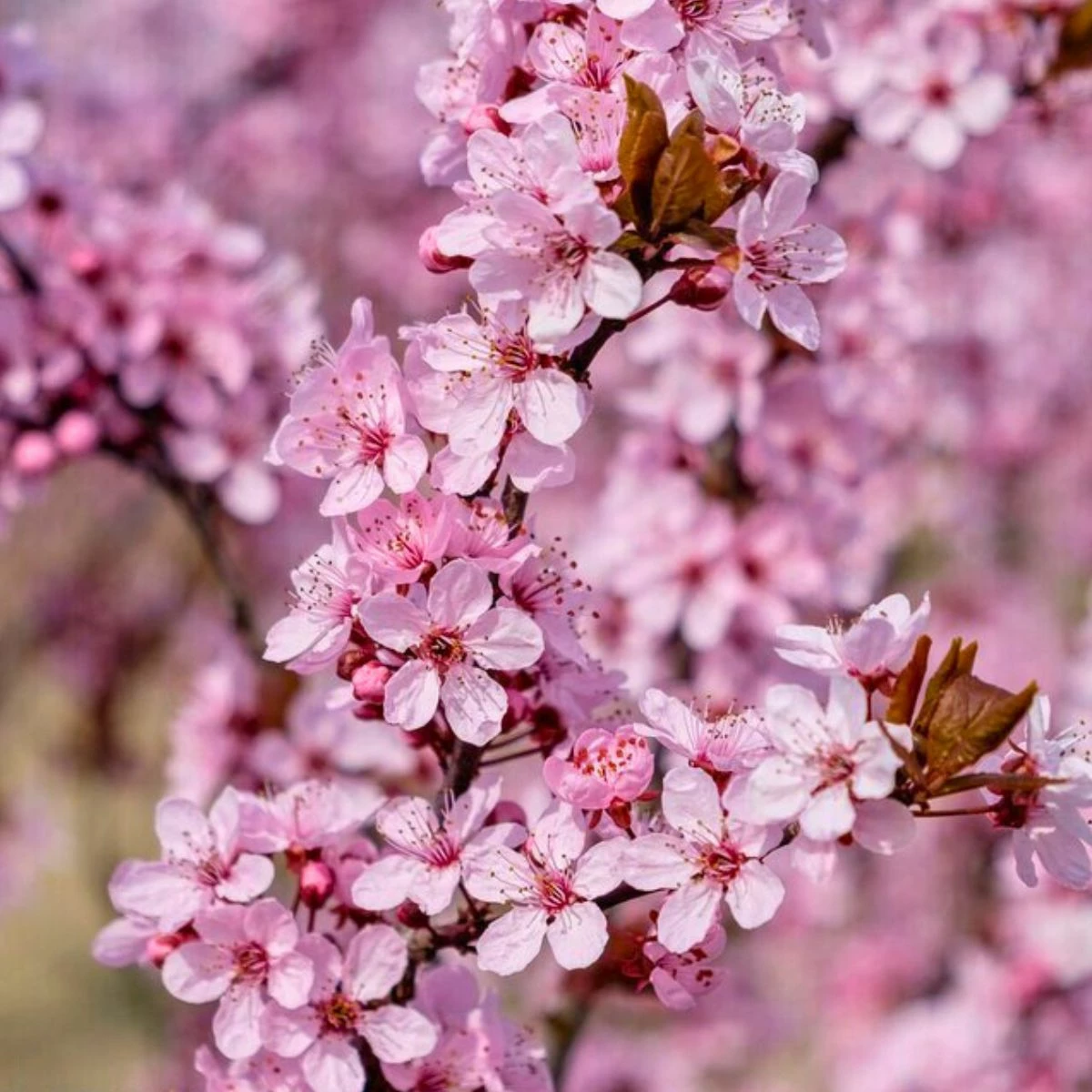 Śliwa Wiśniowa Pissardii Forma Drzewiasta BALOT - obrazek 5