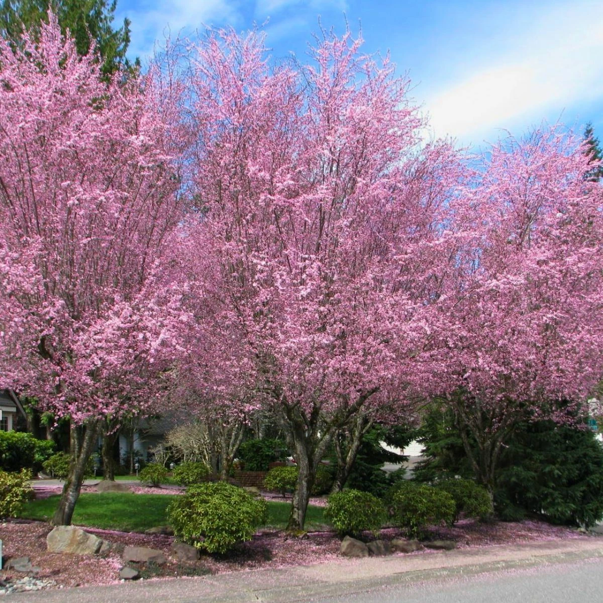 Śliwa Wiśniowa Pissardii Forma Drzewiasta BALOT - obrazek 2