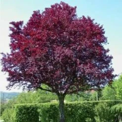 Śliwa Wiśniowa Pissardii Forma Drzewiasta BALOT