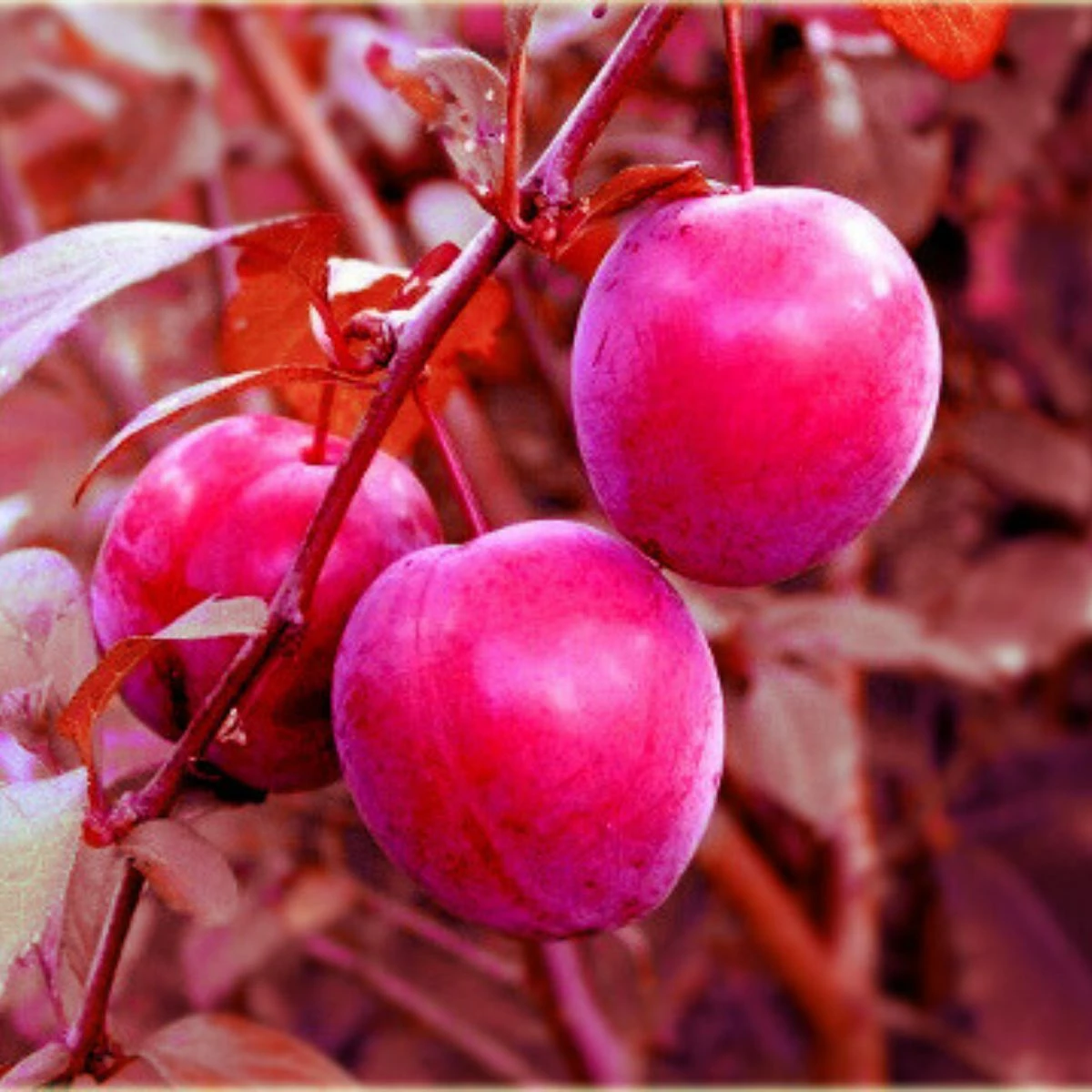 Śliwa Wiśniowa Pissardii Forma Drzewiasta BALOT - obrazek 3