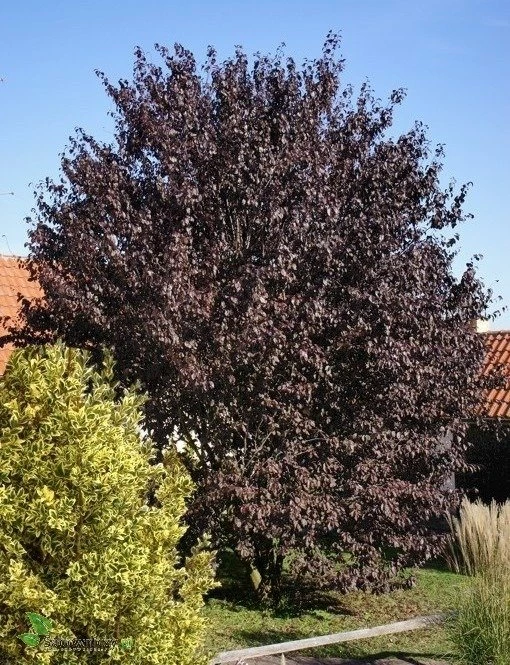 Śliwa Wiśniowa Pissardii Forma Krzewiasta - obrazek 2