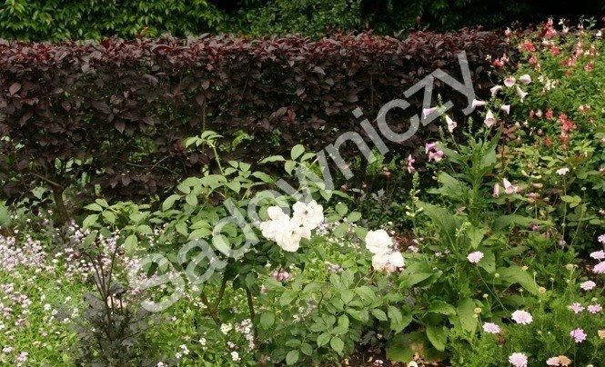 Śliwa Wiśniowa Pissardii Forma Krzewiasta - obrazek 5