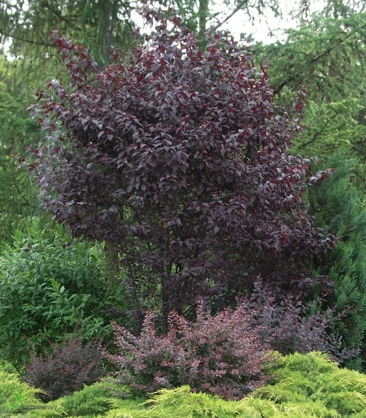 Śliwa Wiśniowa Pissardii Forma Krzewiasta - obrazek 3