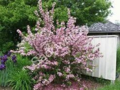 Śliwa Wiśniowa Pissardii Forma Krzewiasta