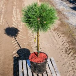 Sosna "Biego" (różne) Pa60cm