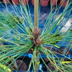 Sosna Jeffreyi Joppi Długie Igły Szczepiona Pa100