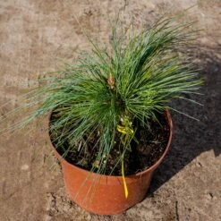 Sosna Schwerina Wiethorst Szczepiona NP (C2)