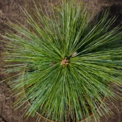 Sosna Schwerina Wiethorst Szczepiona NP (C5)