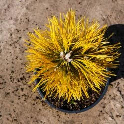 Sosna Winter Gold Szczepiona NP