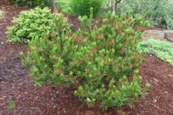 Sosna Wydmowa Spaan's Dwarf