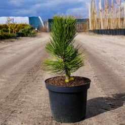 Sosna Bośniacka Compact Gem Szczepiona NP