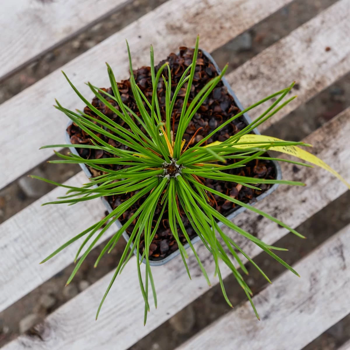 Sosna Bośniacka P9 - obrazek 5