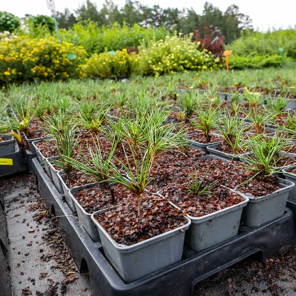 Sosna Bośniacka P9 - obrazek 4