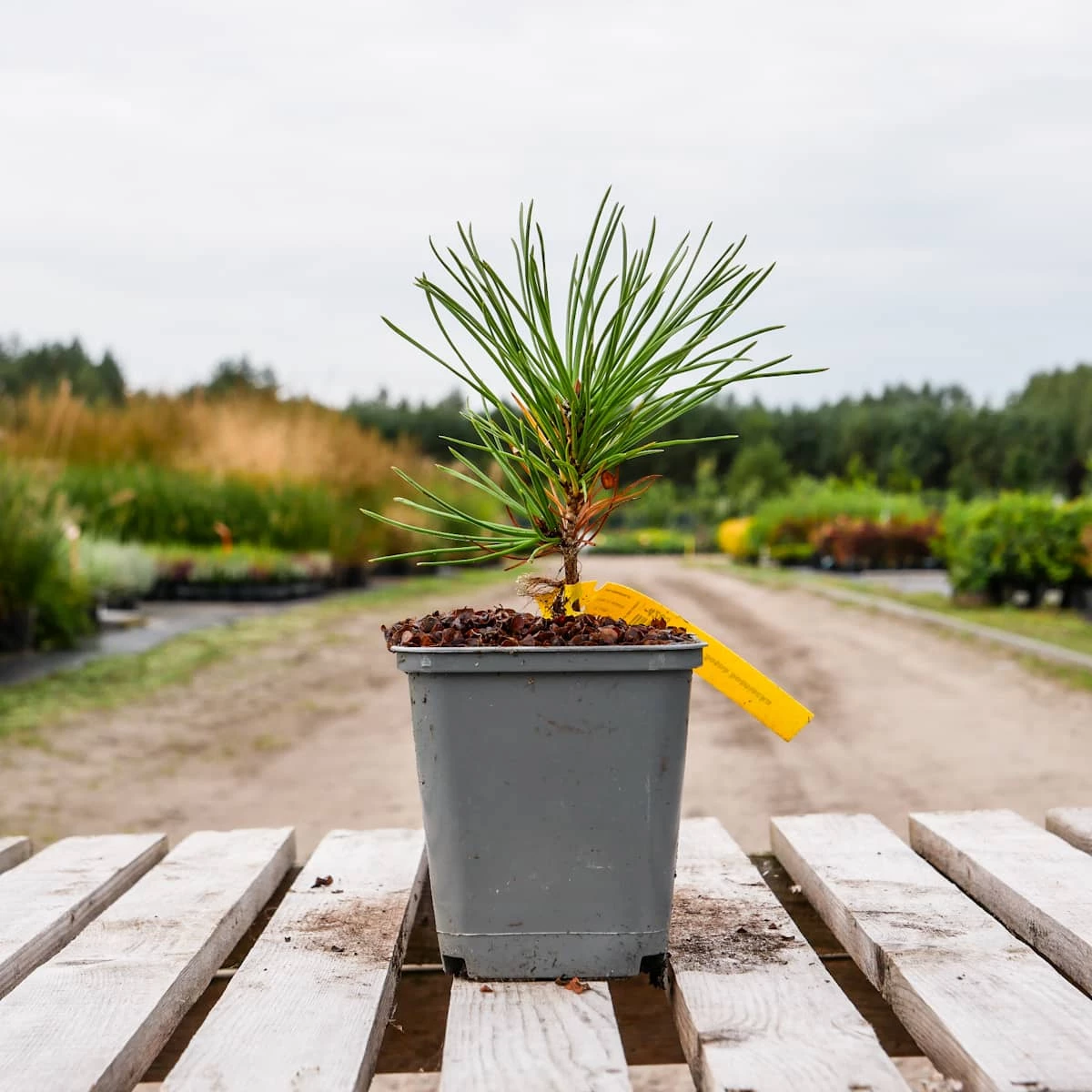 Sosna Bośniacka P9 - obrazek 3